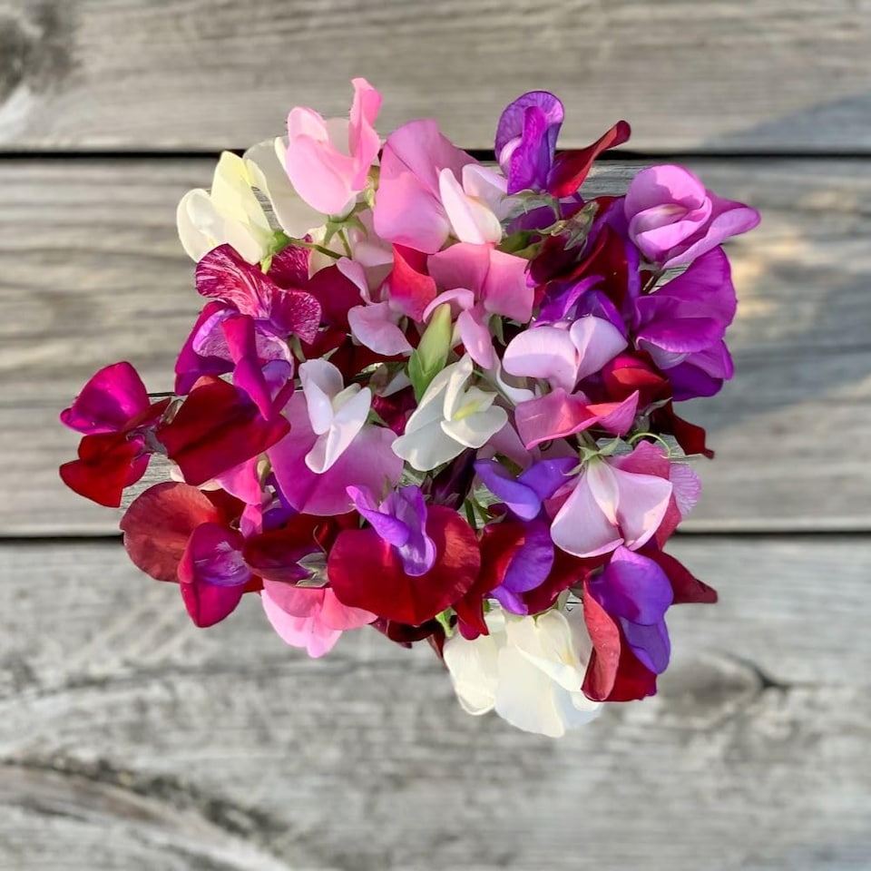image 1 of Sweet Pea Capricorn - Fragrant Climbing Bi-Colour Blooms - Easy Grow Annual - Long Flowering - Garden Borders/Trellis - 1 Seed Pac