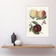 image 4 of Vintage Illustration of Peach Varieties Wright Huge Wall Art Print 18X24 In