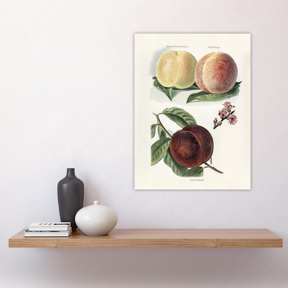 image 1 of Vintage Illustration of Peach Varieties Wright Huge Wall Art Print 18X24 In