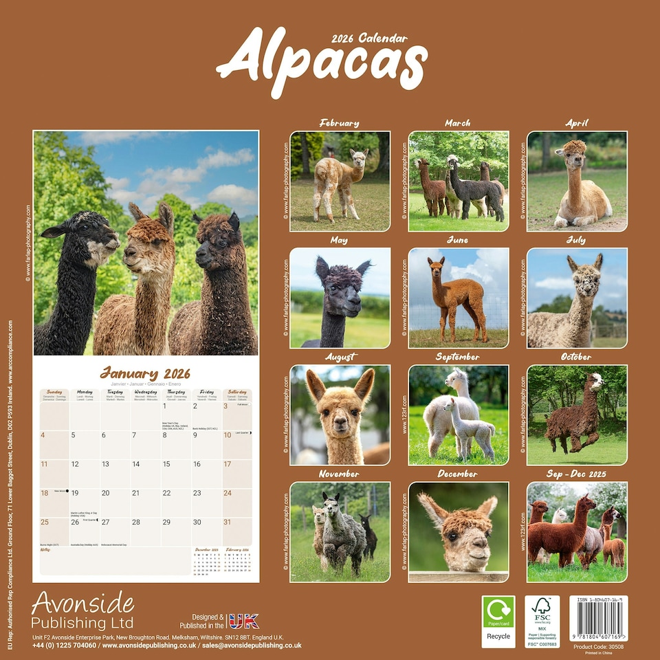 image 1 of Alpacas 2026 Calendar | Square Wall Calendar | Animal Gift | Plastic Free Packaging | by Avonside Publishing