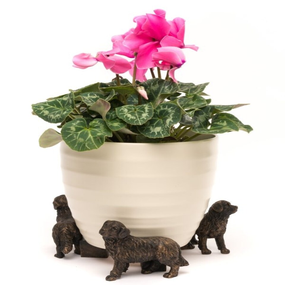 image 1 of Bernese Mountain Dog Plant Pot Feet - Set of 3 - L8 x W8.5 x H10.3 cm Grey