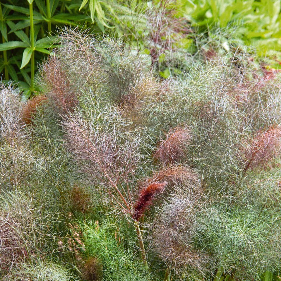 image 1 of Marshalls Garden Fennel 'Bronze' - 1 litre