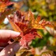 image 2 of Marshalls Garden Physocarpus 'Magic Ball' - 3 x 9cm Potted Shrubs