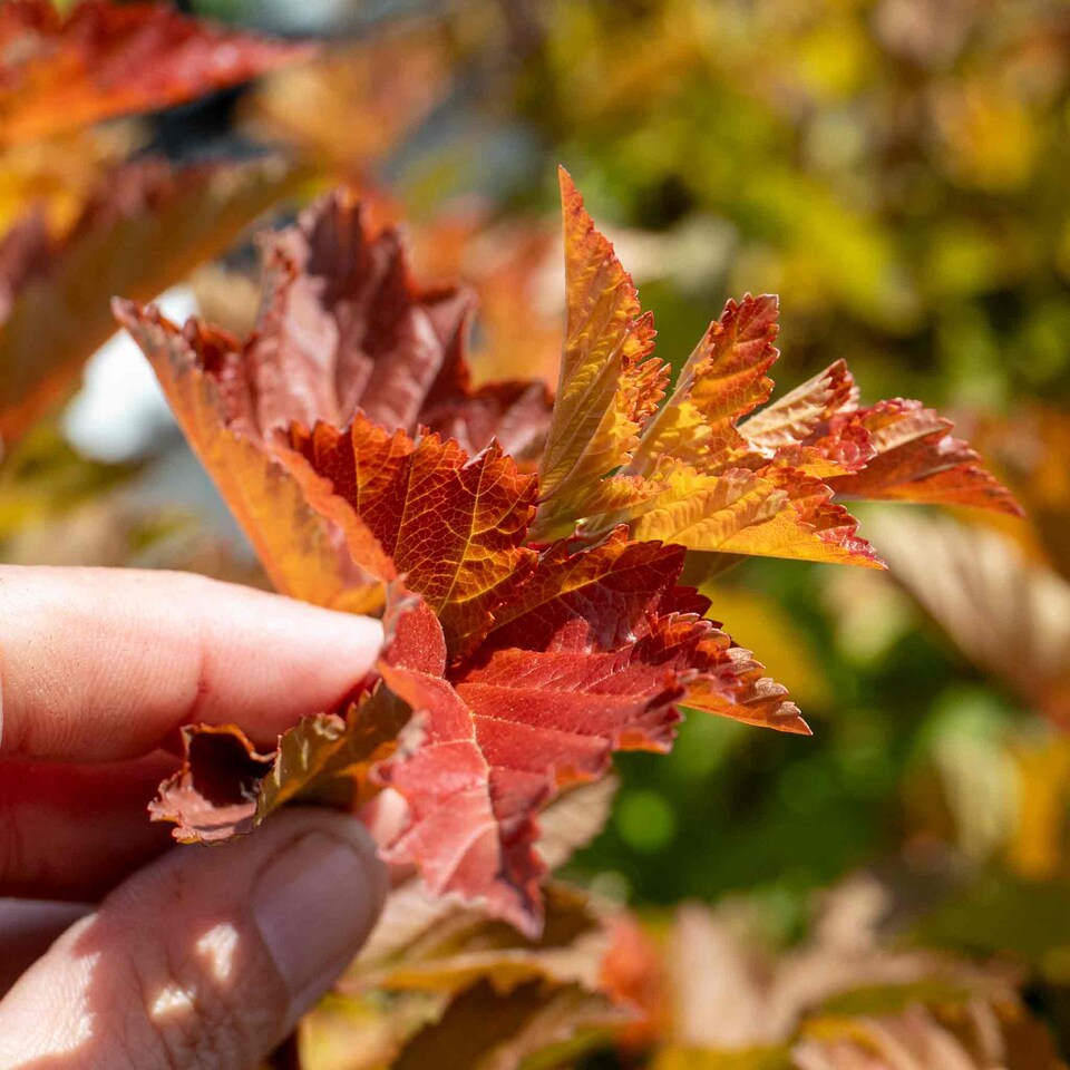 image 1 of Marshalls Garden Physocarpus 'Magic Ball' - 3 x 9cm Potted Shrubs