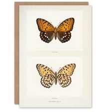 Sherman Denton Art Card Regal Fritillary Butterfly