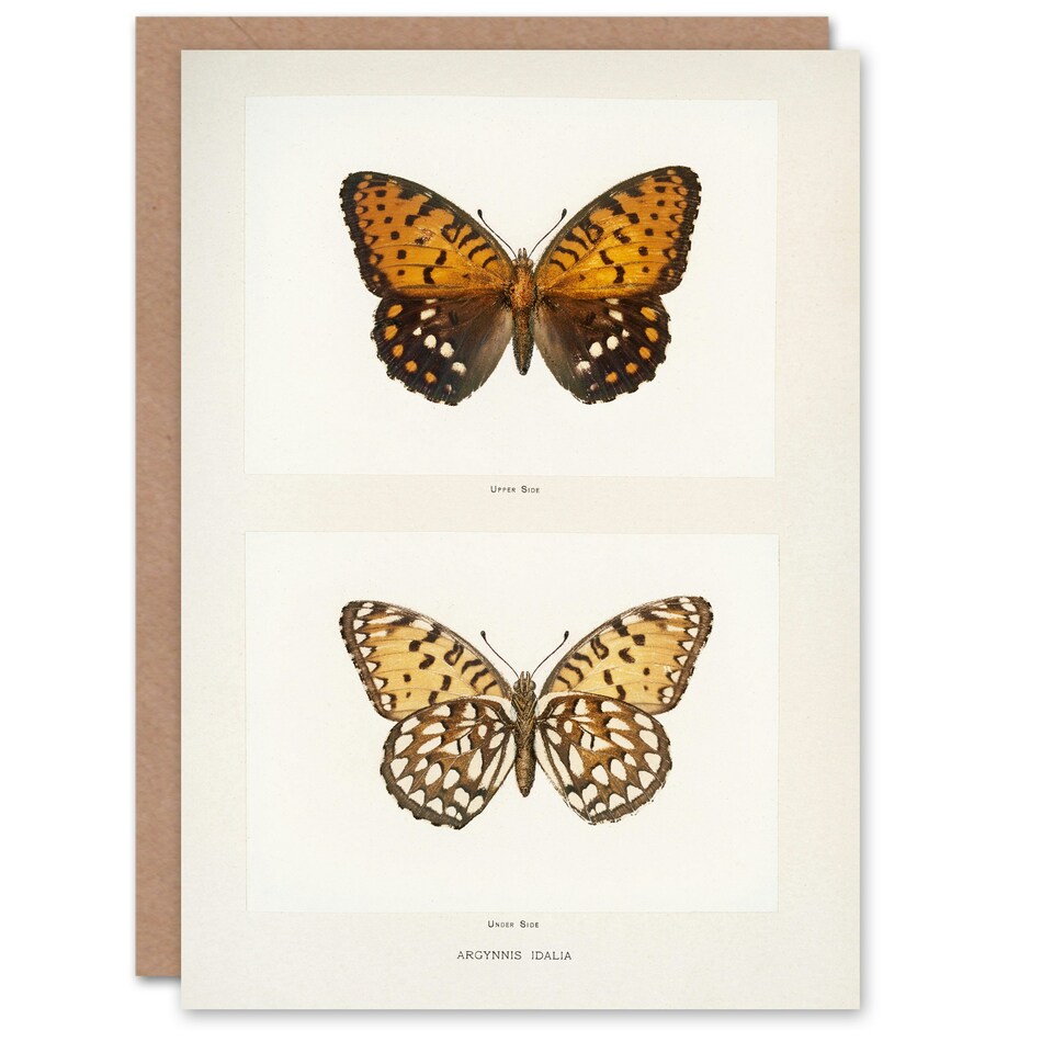 image 1 of Sherman Denton Art Card Regal Fritillary Butterfly
