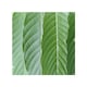 image 1 of Close Up Of Green Leaves Splash Back | White