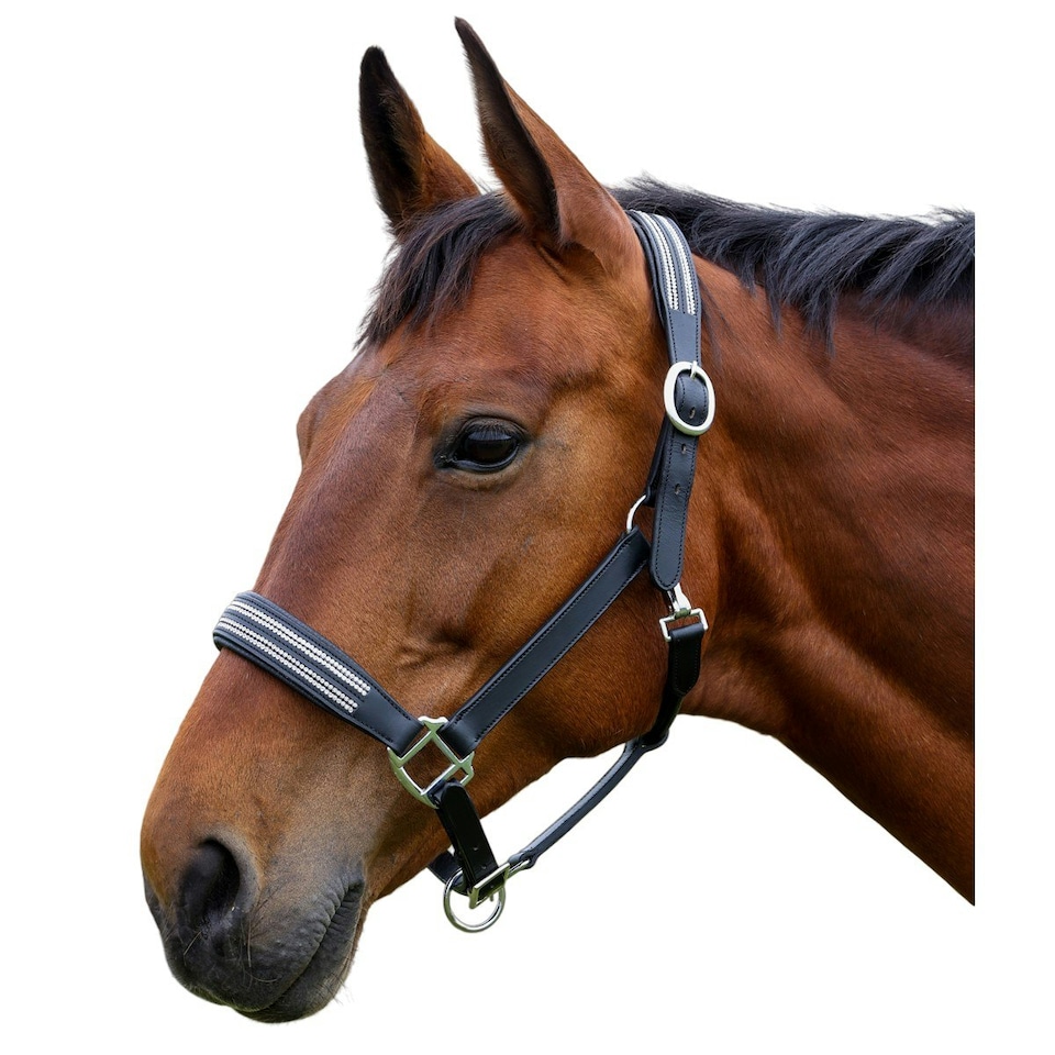 image 1 of Hy Anodize Leather Horse Headcollar - Black/Silver - Cob