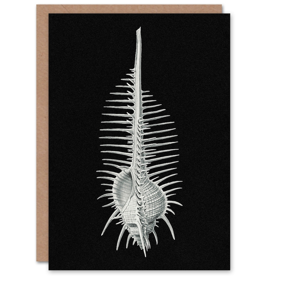 image 1 of Ernst Haeckel Art Card Murex Seashell Sketch on Black