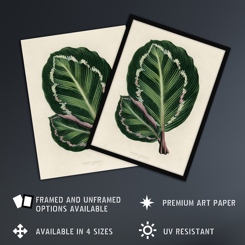 image 1 of Vintage Botanical Maranta Calathea Leaves Fawcett Huge Wall Art Poster Print