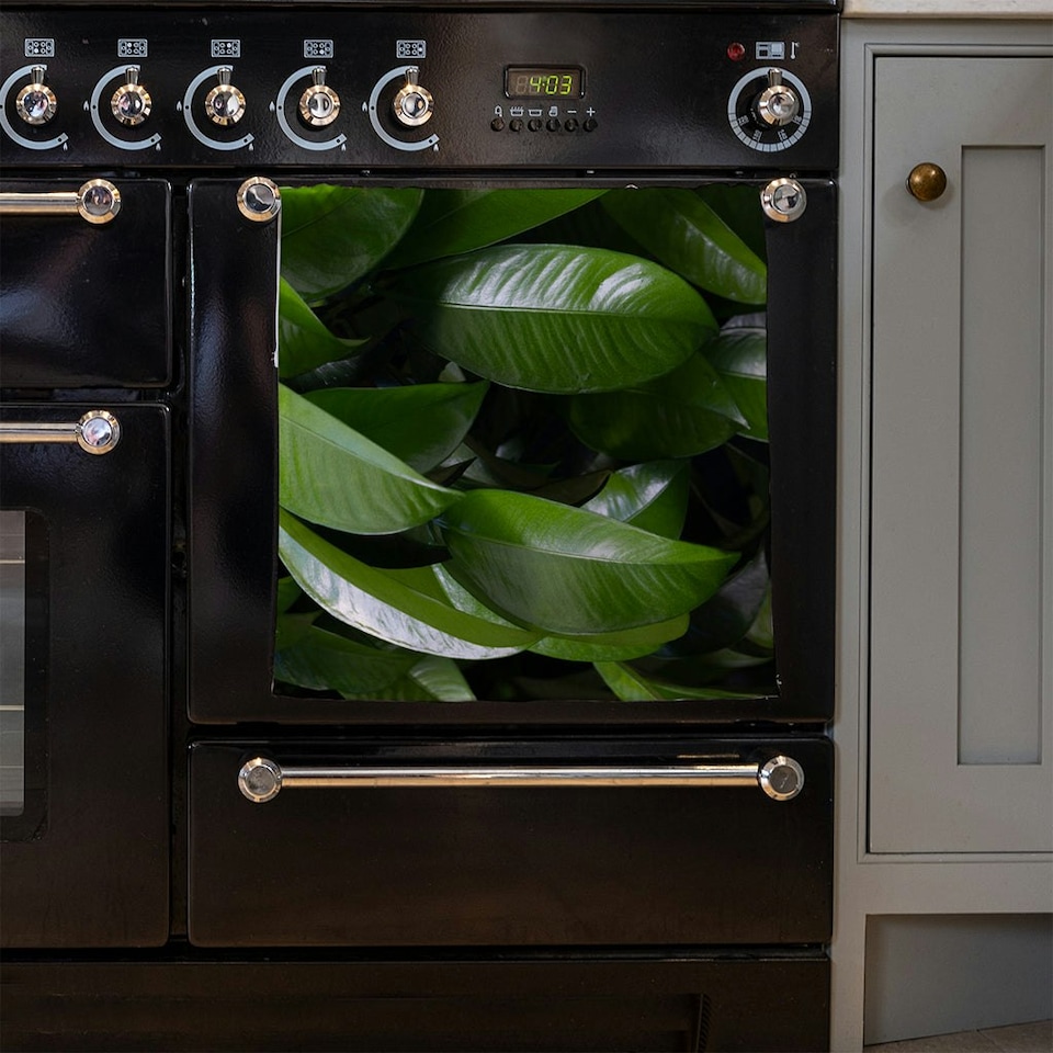 image 1 of Closeup of beautiful glossy green leaves (Kitchen Towel)