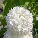 image 3 of Viburnum opulus Roseum Snowball  White Flowering Shrub, RHS AGM 9cm