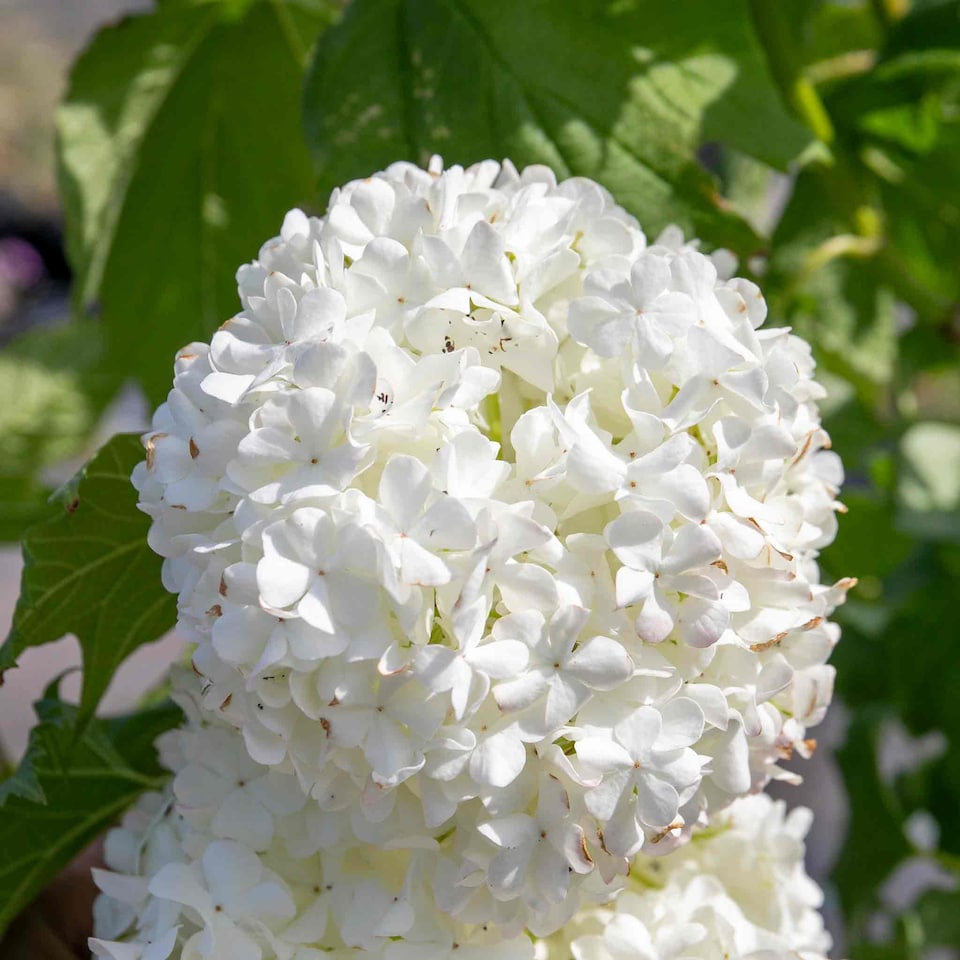 image 1 of Viburnum opulus Roseum Snowball  White Flowering Shrub, RHS AGM 9cm