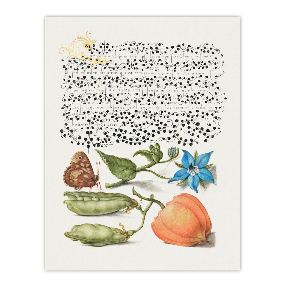 image 1 of Model Book of Calligraphy Framed Wall Art Talewort Pea and Lantern Plant