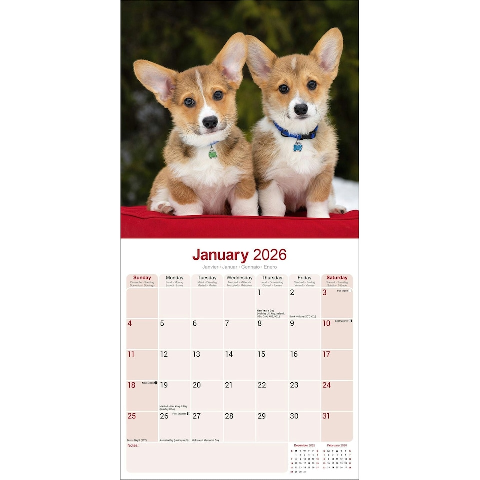 image 1 of Corgi 2026 Calendar | Square Wall Calendar | Dog Breed Gift | Plastic Free Packaging | by Avonside Publishing