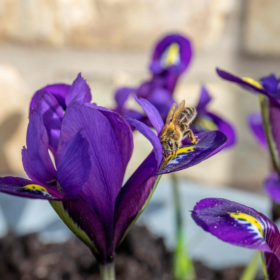 image 1 of Marshalls Garden Iris Bulbs 'Harmony' - 20 Bulbs, Early Spring Blue Flowers