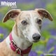 image 1 of Whippet 2026 Calendar | Square Wall Calendar | Dog Breed Gift | Plastic Free Packaging | by Avonside Publishing