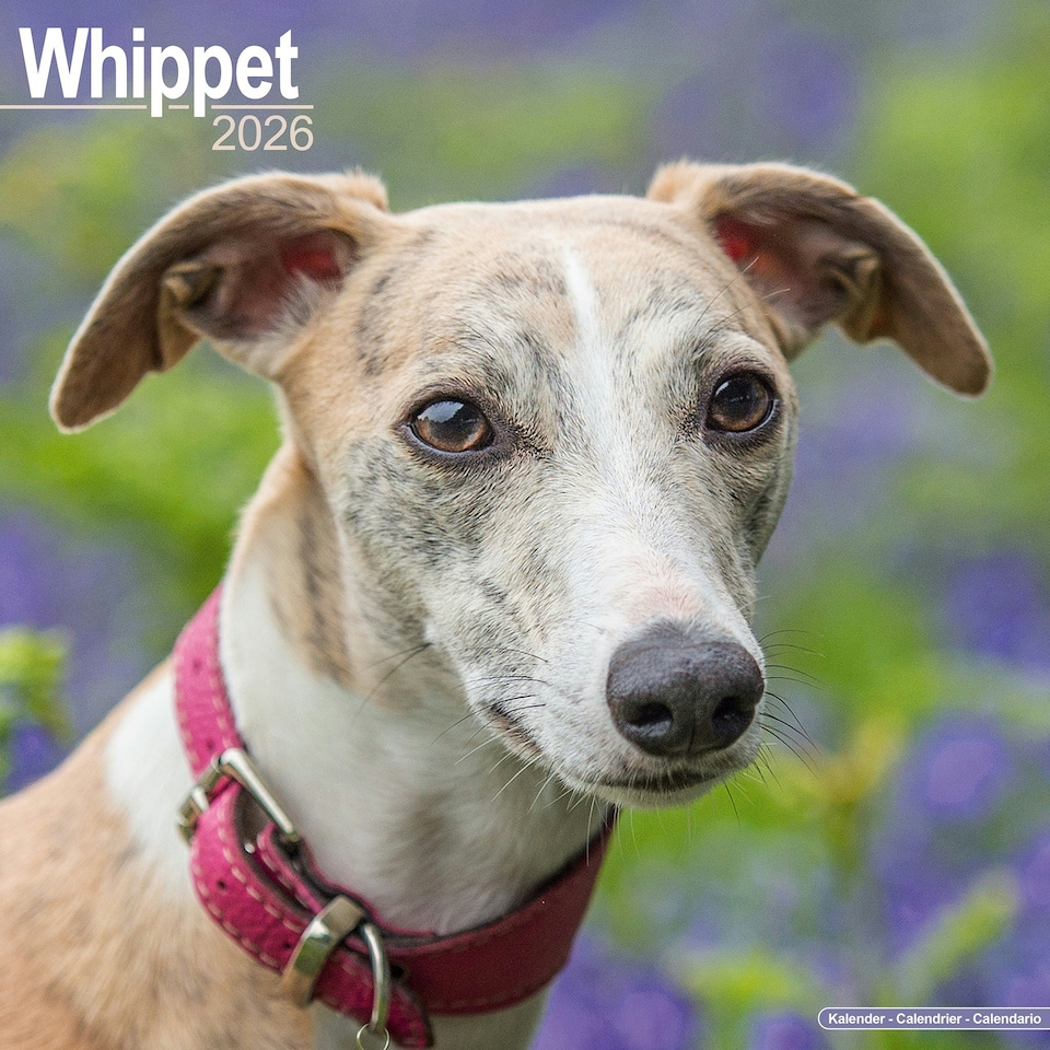 image 1 of Whippet 2026 Calendar | Square Wall Calendar | Dog Breed Gift | Plastic Free Packaging | by Avonside Publishing