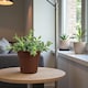 image 1 of 2 x Delosperma Echinatum Pickle Plant in 12cm Pot - Unusual Easy Care Succulent Houseplant