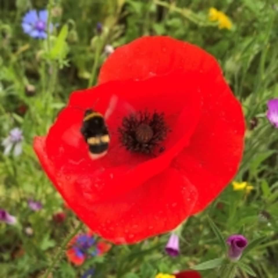 image 1 of Pegdev 25g Red Poppy Wild Flower Seeds for Stunning Summer Blooms