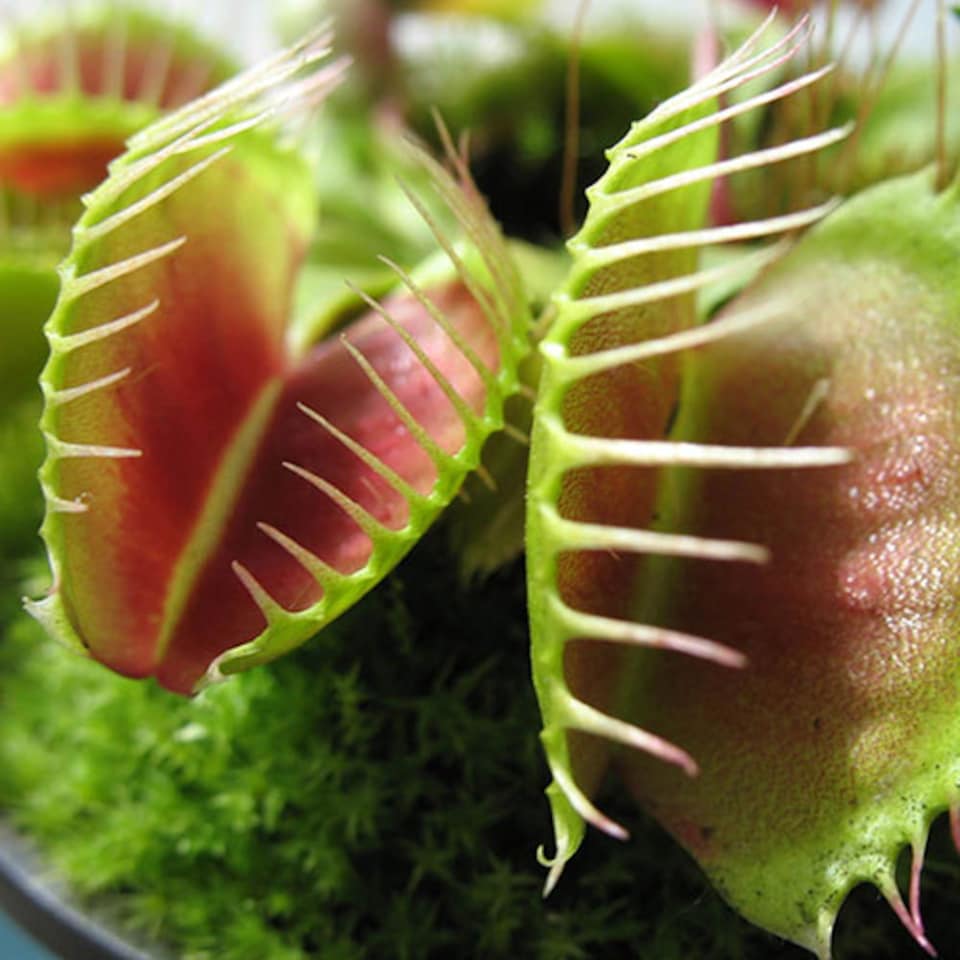 image 1 of Venus Fly Trap Plant 'Dionaea muscipula' Jumbo Plant in 12cm Pot - Easy to Care Exotic Plants for Home & Office - Carnivorous Indoor plant