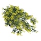 image 2 of Hanging UV and Fire Resistant Artificial Variegated Plant 76cm