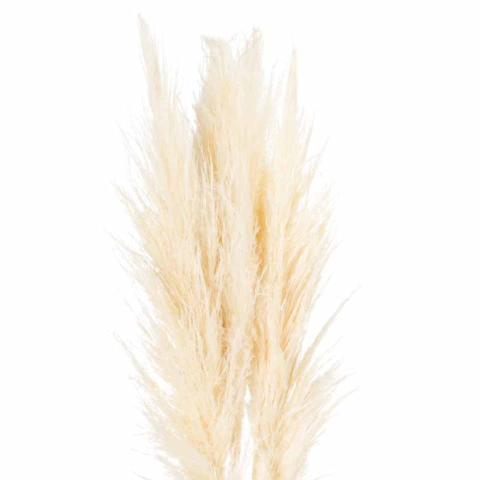 image 1 of Pampas Grass Stem Artificial Plant - H120 cm - Cream