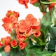 image 5 of Primrose Artificial Geranium Flowers Rattan Hanging Basket in Red 30cm