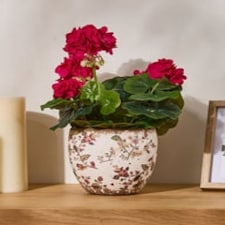 Belfort Floral Planter Cream