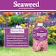 image 7 of Vitax Seaweed Plus with Sequestered Iron 500ml Liquid Fertiliser for Acid-Loving Plants Lawns & Garden Growth Tonic