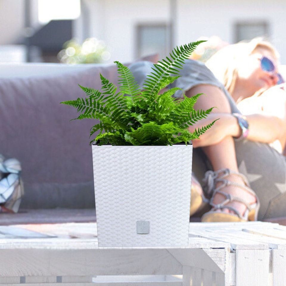 image 1 of 20cm Rato Rattan Design Plant Pots Square -1-2 Pack | White | White & Set of 1 | 1