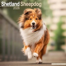 Shetland Sheepdog 2026 Calendar | Square Wall Calendar | Dog Breed Gift | Plastic Free Packaging | by Avonside Publishing