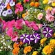 image 2 of Carbeth Plants Perennial Favourites Mixed - 1 x Jumbo 6 Pack Bedding Plants - Garden Ready