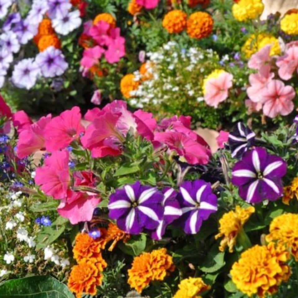 image 1 of Carbeth Plants Perennial Favourites Mixed - 1 x Jumbo 6 Pack Bedding Plants - Garden Ready