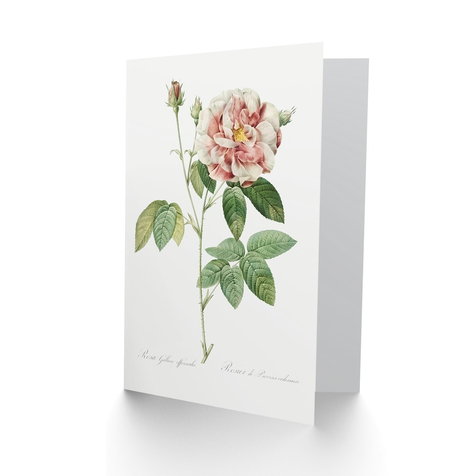 image 1 of Pierre-Joseph Redouté Art Card Rosa Gallica Giant Rose Vintage Floral