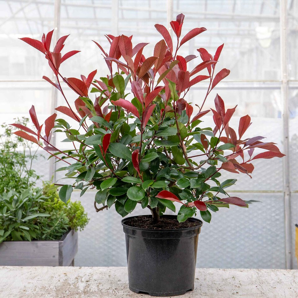 image 1 of Photinia 'Red Robin' Evergreen Shrub - Red New Growth | Red | Red