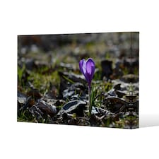 autumn flower bloom in nature (Canvas Print) 31 x 41 x 4cm