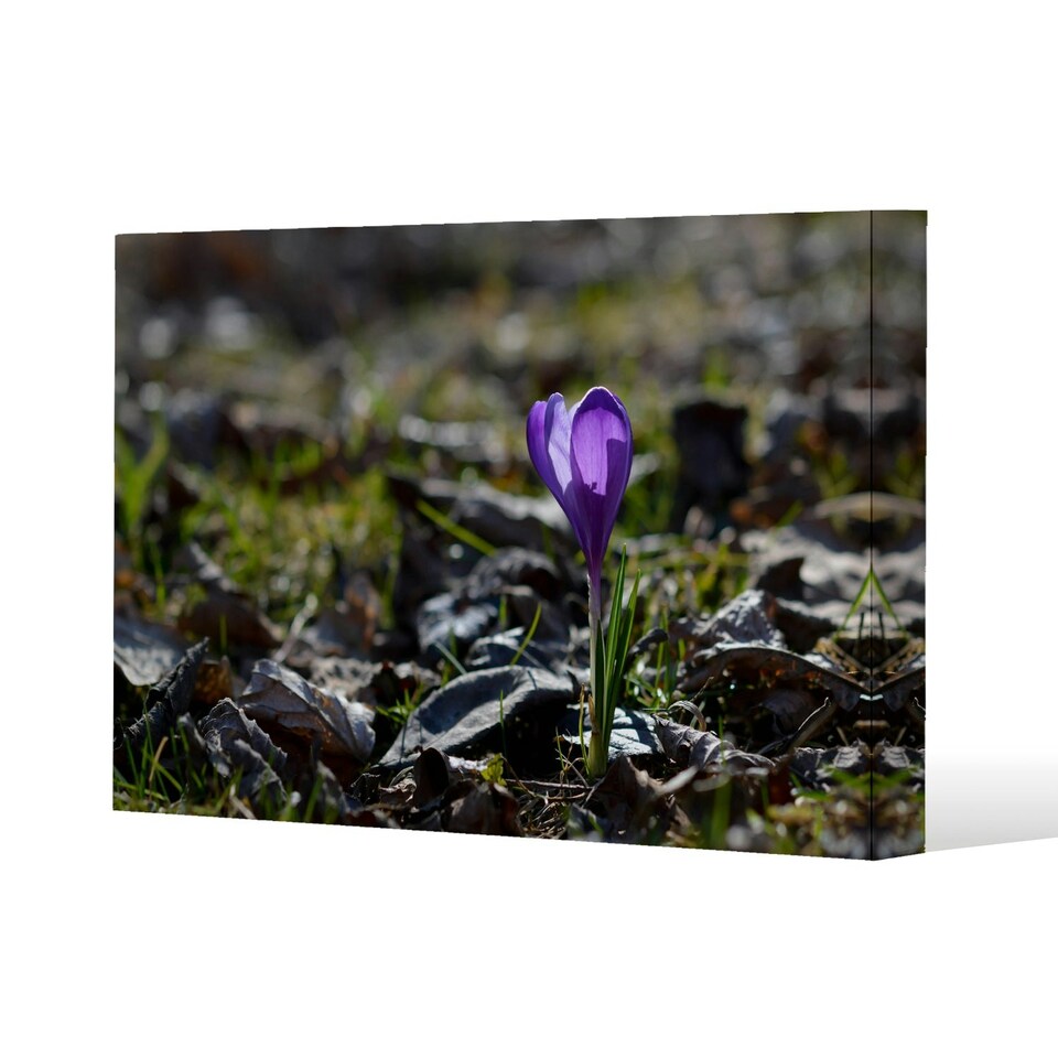 image 1 of autumn flower bloom in nature (Canvas Print) 31 x 41 x 4cm