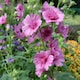 image 4 of Marshalls Garden Lavatera 'Princess Pink' | Pink | Pink | 9cm Plants