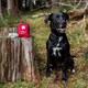 image 3 of Mountain Paws Dog First Aid Kit