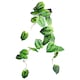 image 1 of 120cm Artificial Hanging Trailing Plant Alocasia Dragon Scale Green