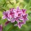 Mauve-pink fading to white