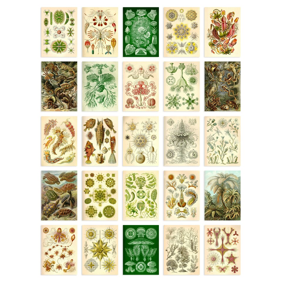 image 1 of Botanical Aesthetic Haeckel Colourful Art Set of 50 Unframed A6 Prints