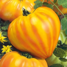 Marshalls Garden Tomato Seeds 'Gourmansun' F1 (6 Seeds) | Green | Green, Yellow, Orange