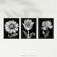 image 5 of Set of 3 Elegant Single Tulip Daisy Rose Spring Flowers Black White Floral Artworks Wall Art Prints 12X16 Inch