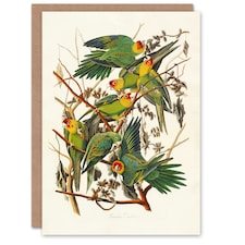 John James Audubon Art Card Carolina Parakeet Parrot