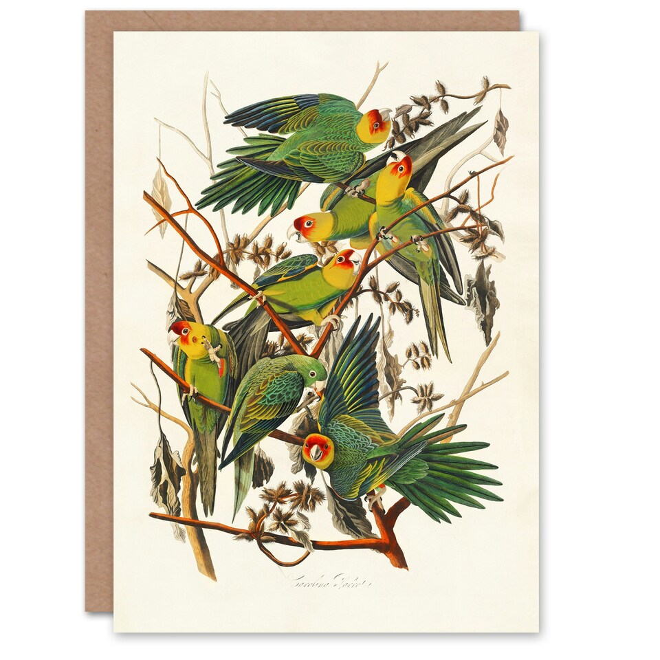 image 1 of John James Audubon Art Card Carolina Parakeet Parrot