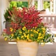 image 3 of Marshalls Garden Nandina domestica 'Obsessed' Compact Red-Leaf Shrub | Red | Red, Green | 9cm Plants