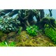 image 6 of Tropica Anubias barteri 'Mini Coin' (Easy, Foreground/Attach) 1-2-Grow!