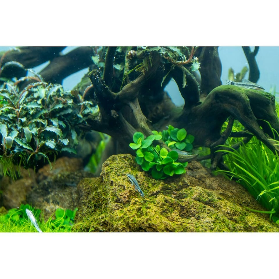 image 1 of Tropica Anubias barteri 'Mini Coin' (Easy, Foreground/Attach) 1-2-Grow!
